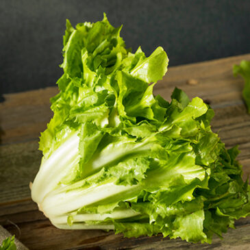 Endivie und Frisée: Bitter macht glücklich