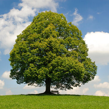 Ein Lindenbaum für Liebe und Frieden