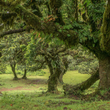 Mythos, Ruhm und die älteste Seife …