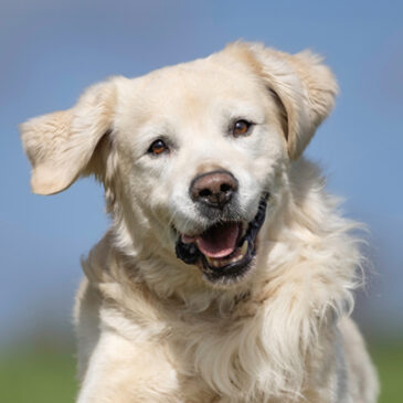 Schüßler-Salz erleichtert Wachstum von Mensch und Tier