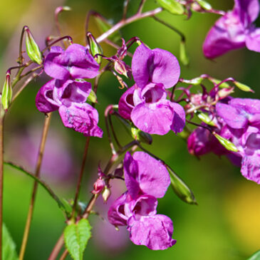 Impatiens: die Geduldsblüte