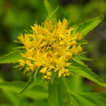Stress adé: Resilient dank Rosenwurz