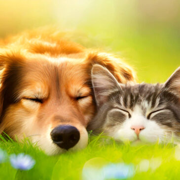 Wenn alles blüht, nur du nicht