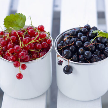 Johannisbeeren: Vielfalt mit herber Süße