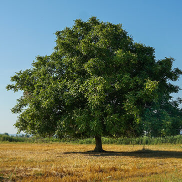 Aus den Knospen des Walnussbaums