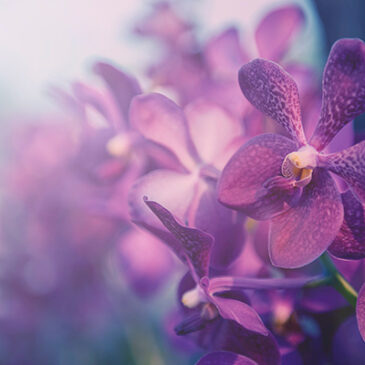 Die Orchidee und der Löwenzahn